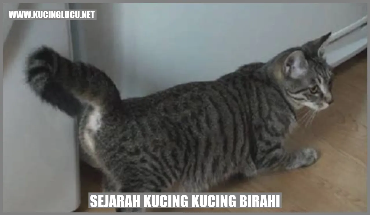 Sejarah Kucing Kucing Birahi