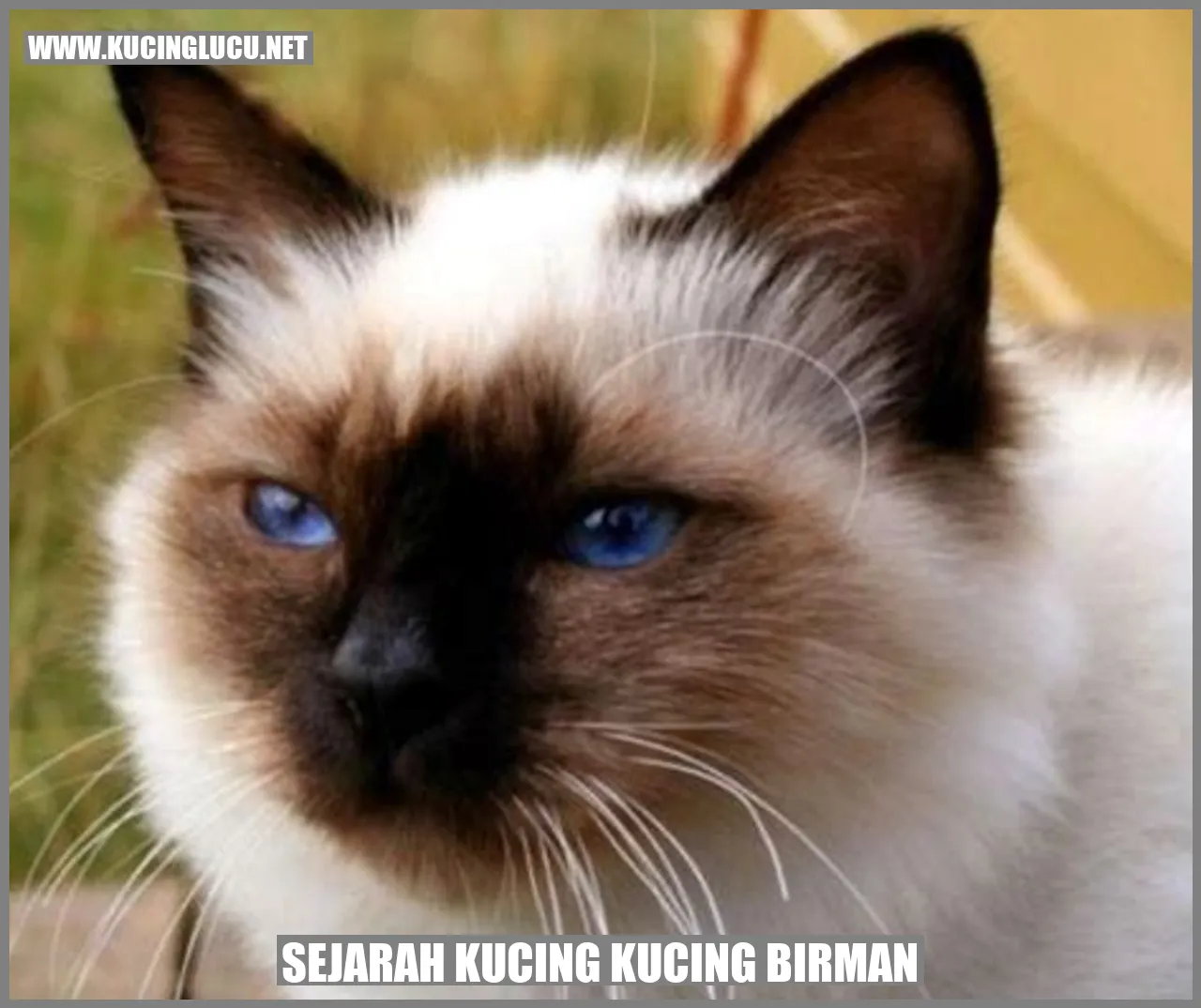 Kucing Birman