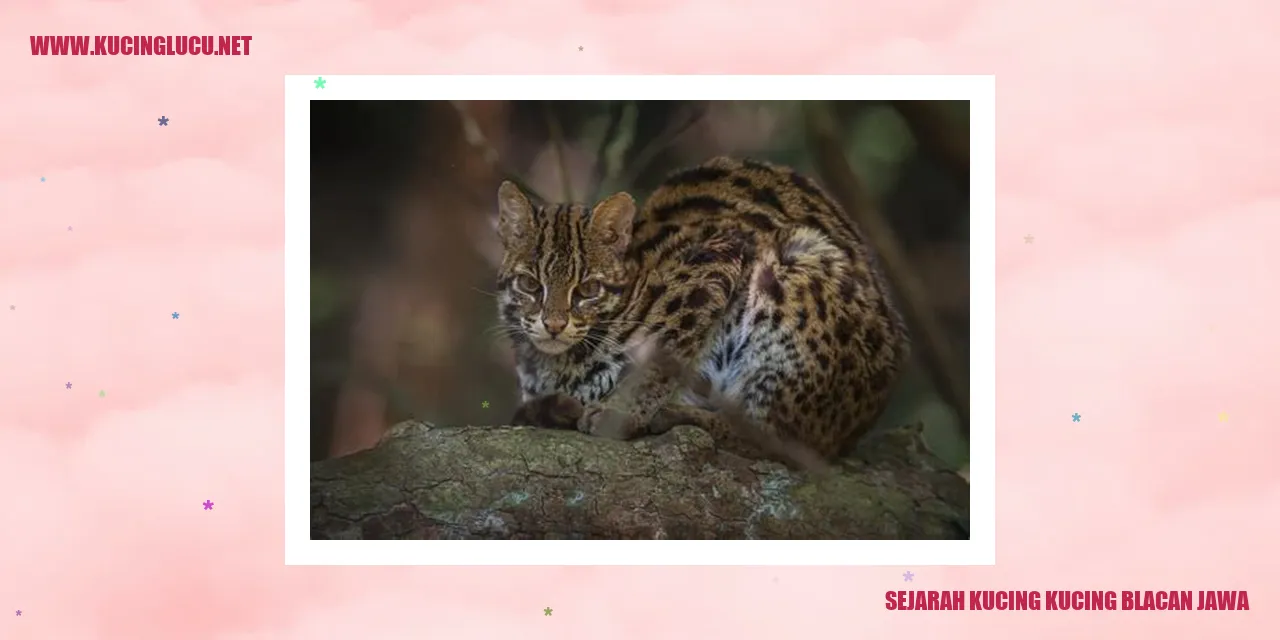 Kucing Kucing Blacan Jawa
