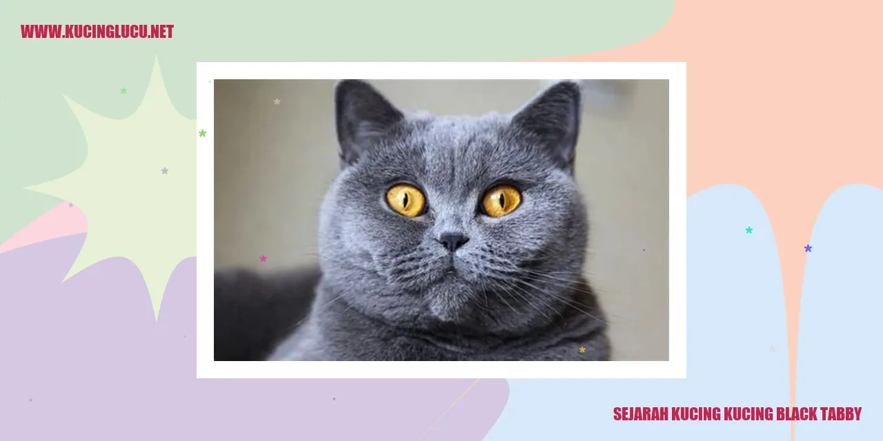 Gambar Kucing Black Tabby