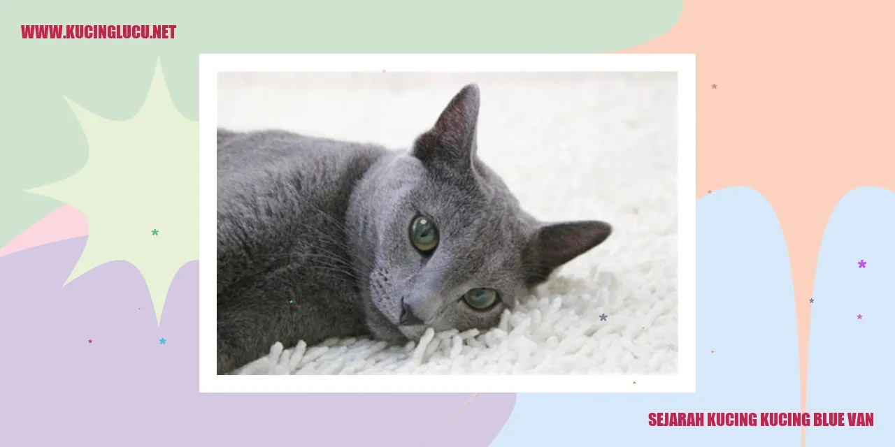 Kucing Blue Van