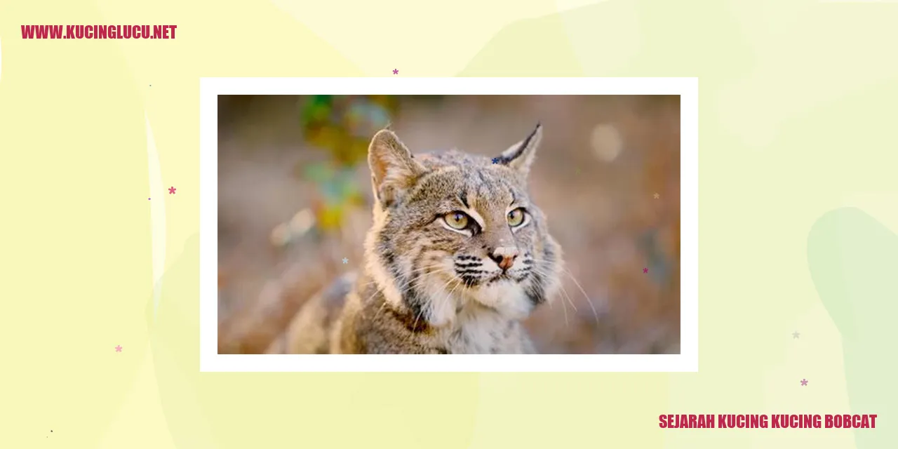 Potret Menawan Kucing Bobcat