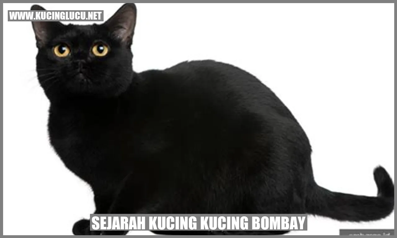 Sejarah Kucing Bombay