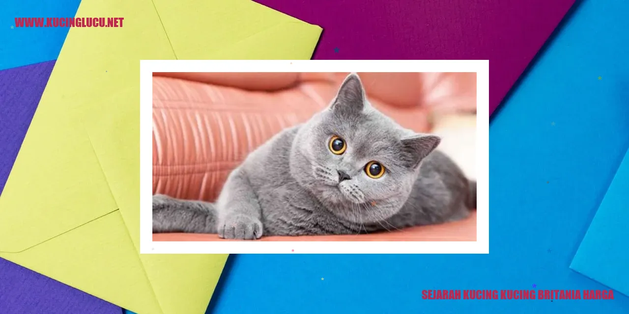 Gambar Kucing Britania Harga