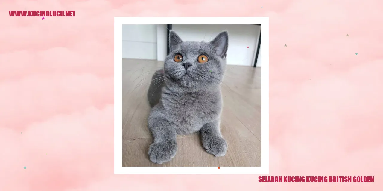 Sejarah Kucing British Golden