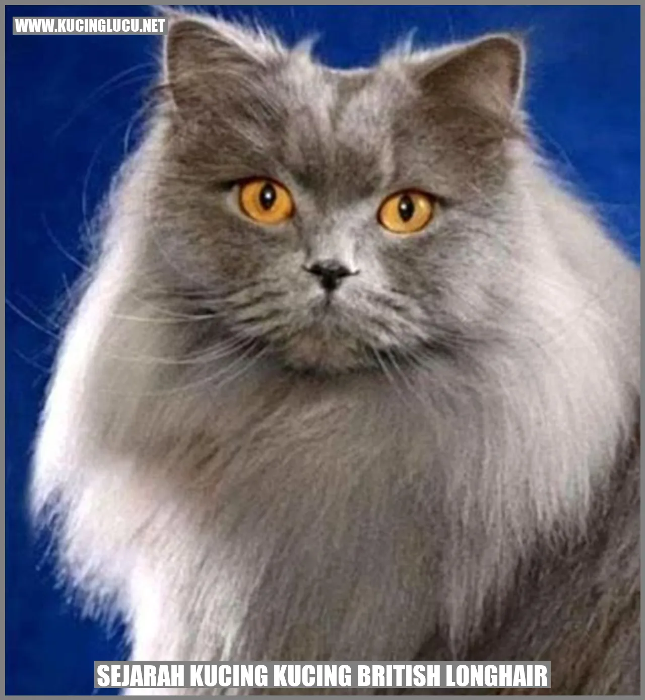 Sejarah Kucing British Longhair