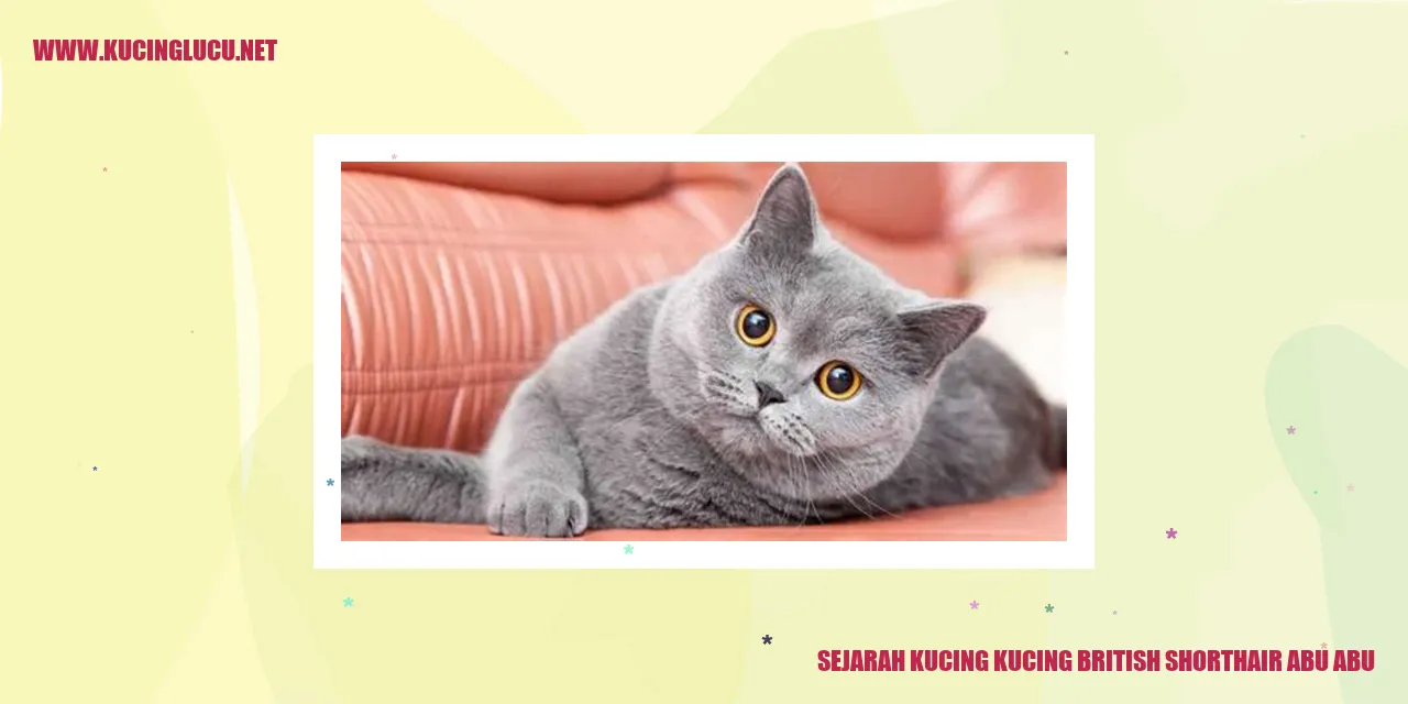 Kucing British Shorthair Abu-Abu