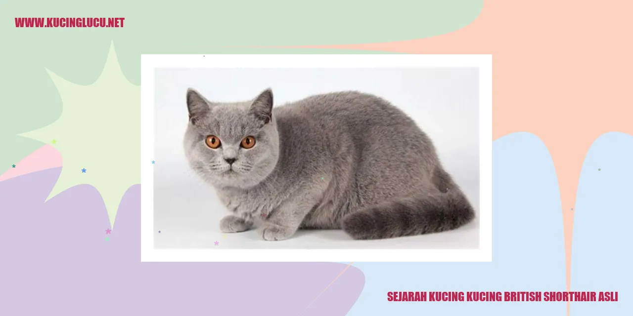 Gambar Kucing British Shorthair