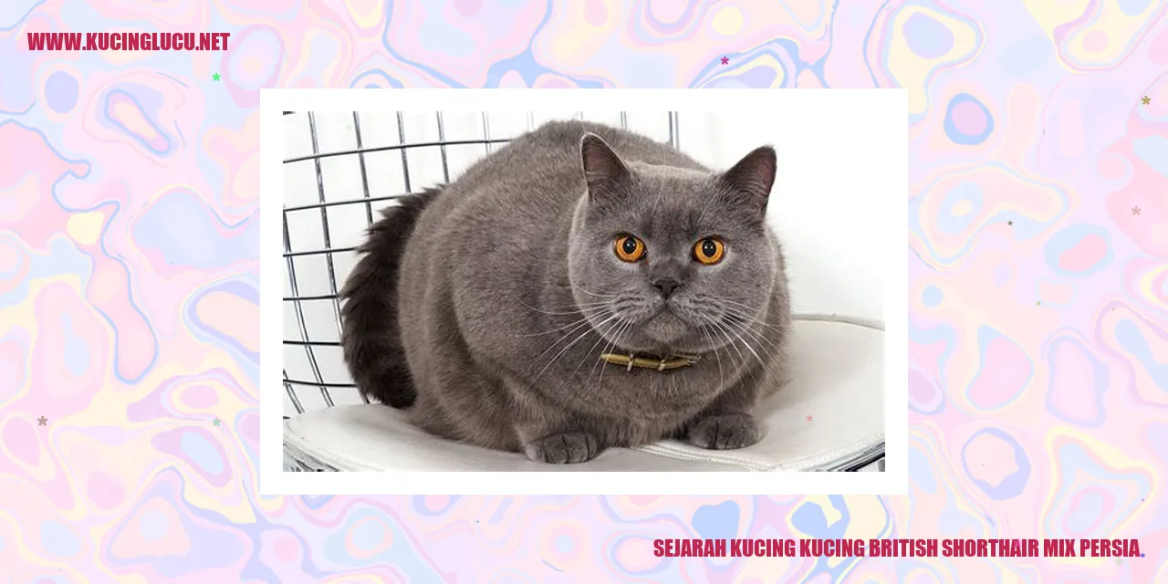 Kucing British Shorthair Mix Persia
