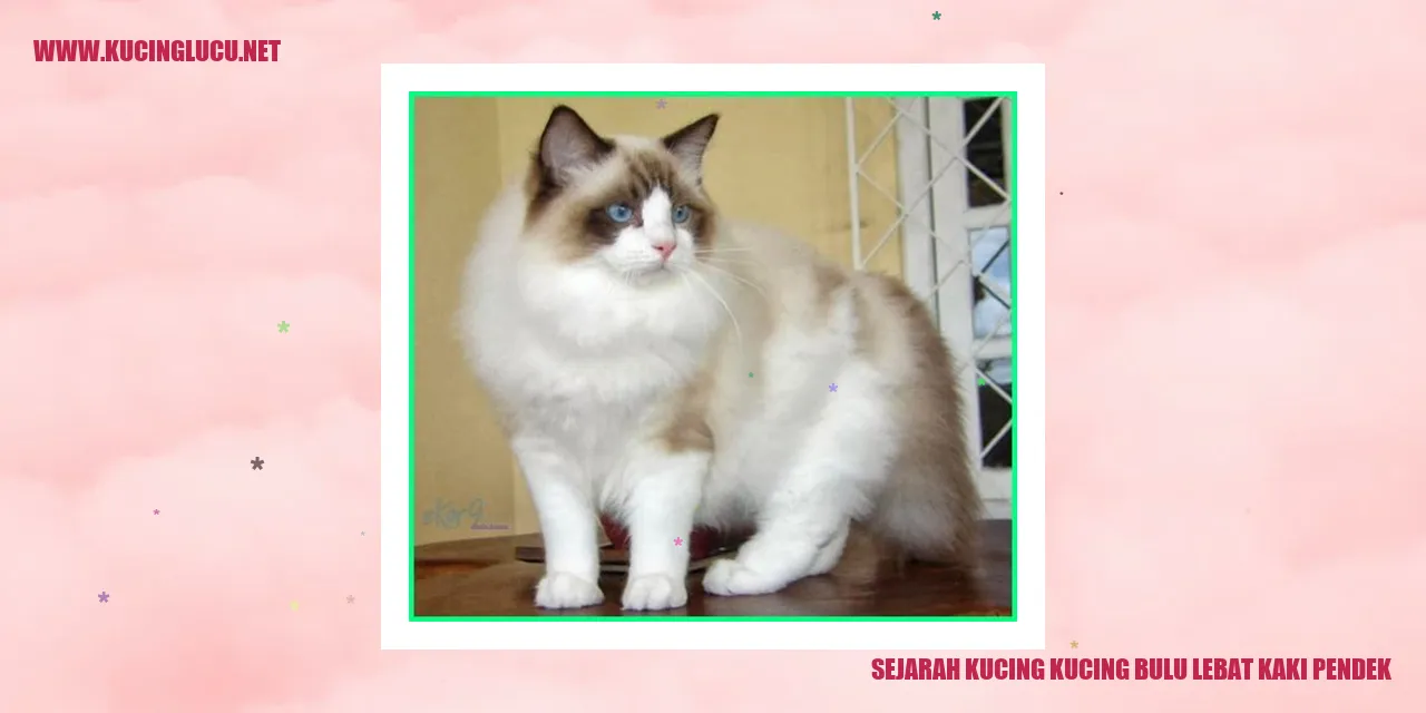 Gambar kucing bulu lebat kaki pendek