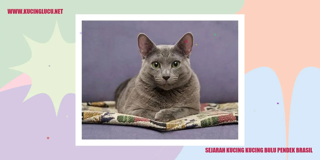 Kucing Bulu Pendek Brasil