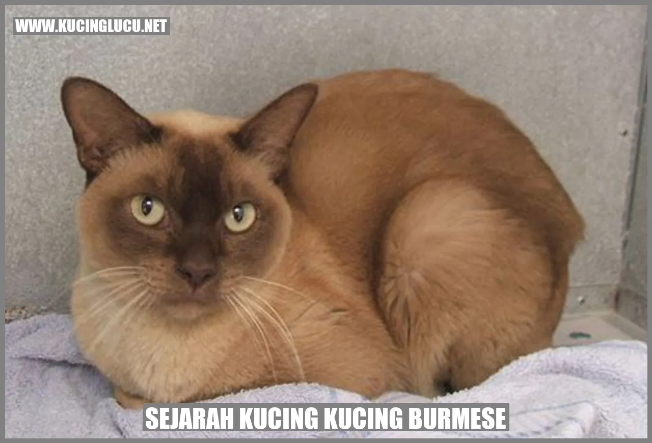 Kucing Burmese