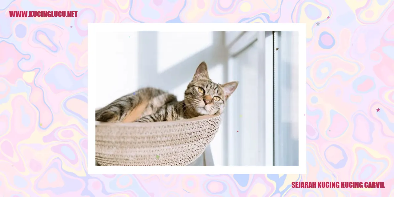 Kucing Carvil