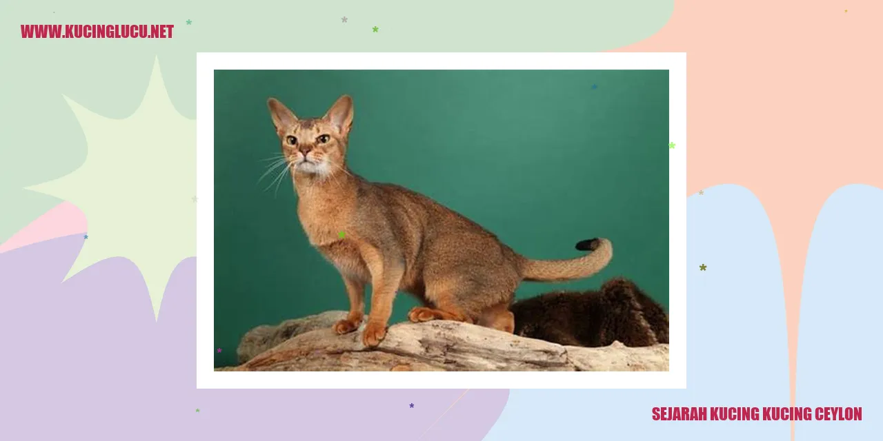 Kucing Ceylon