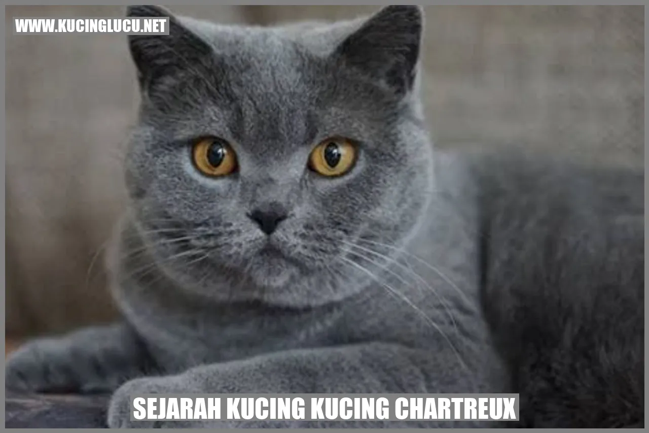 Kucing Chartreux