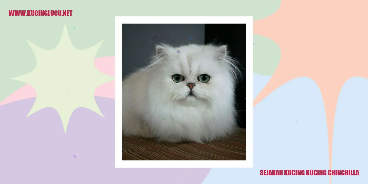 Kucing chinchilla yang menakjubkan