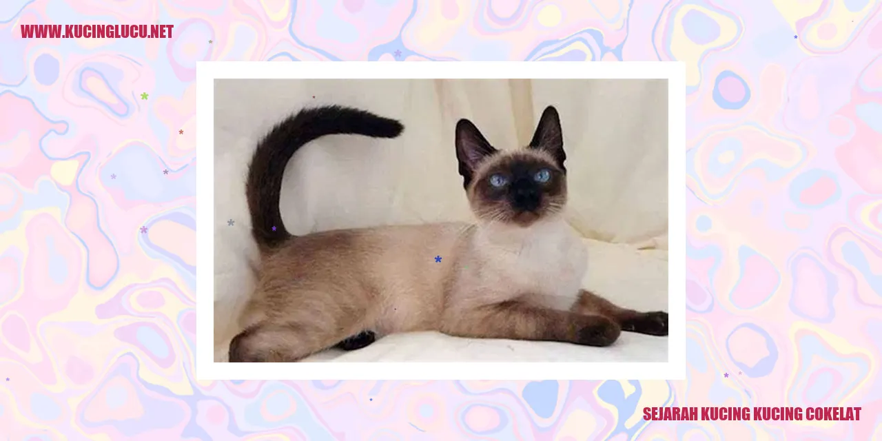Gambar Kucing Cokelat
