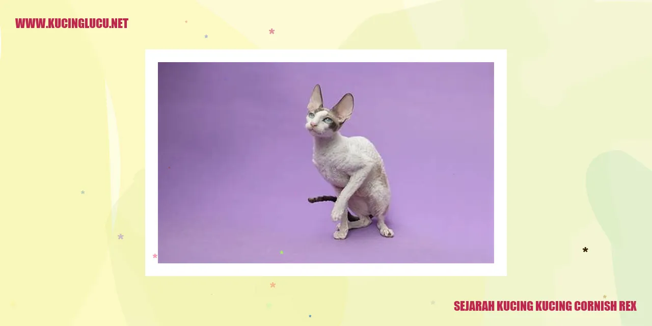 Gambar Kucing Cornish Rex