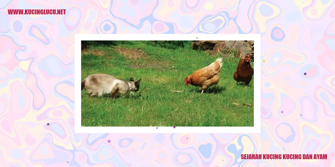 foto kucing dan ayam