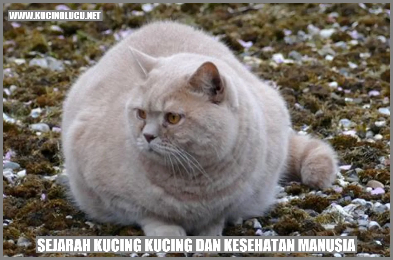 sejarah kucing dan kesehatan manusia