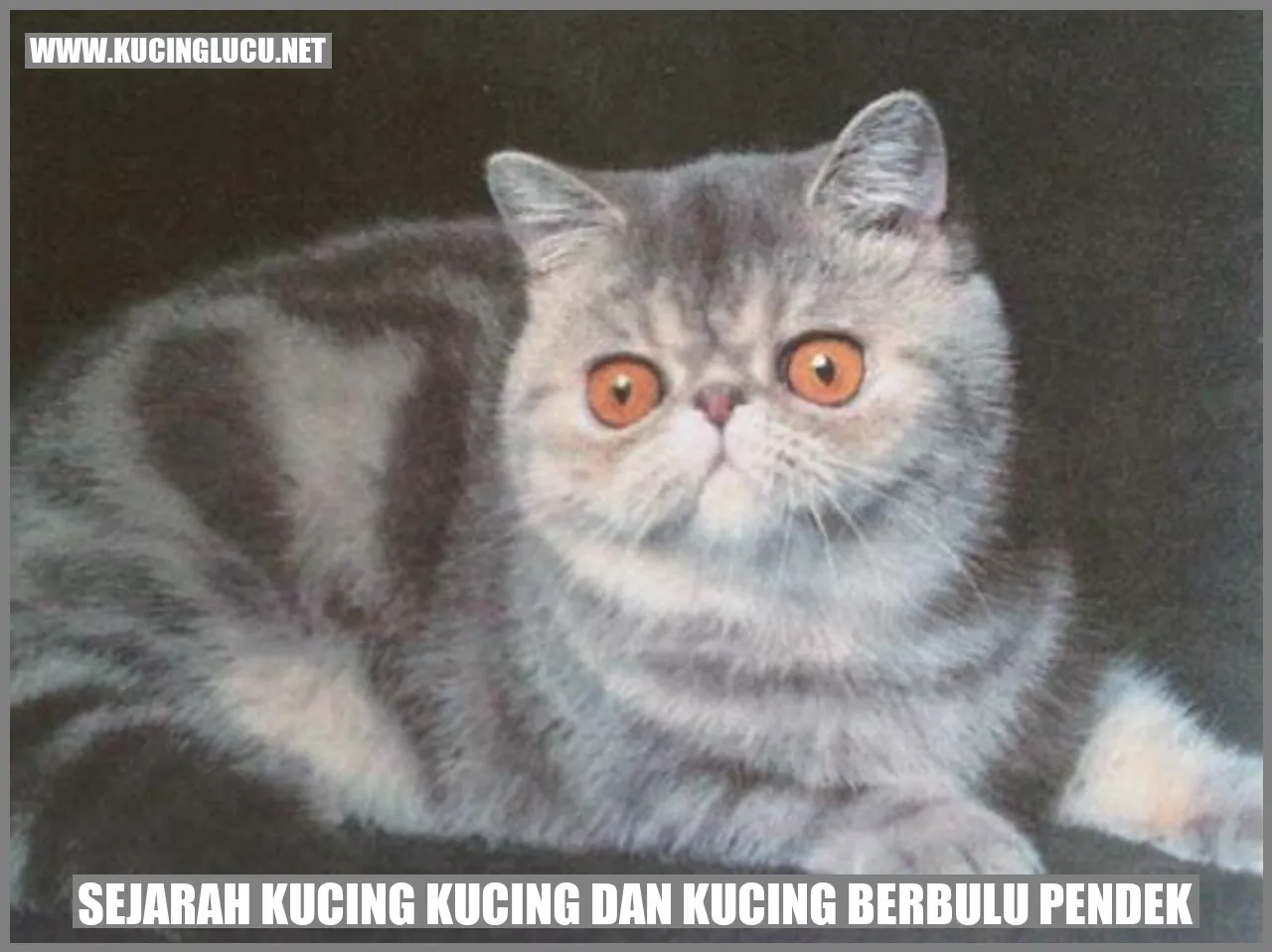 Gambar Sejarah Kucing Kucing dan Kucing Berbulu Pendek