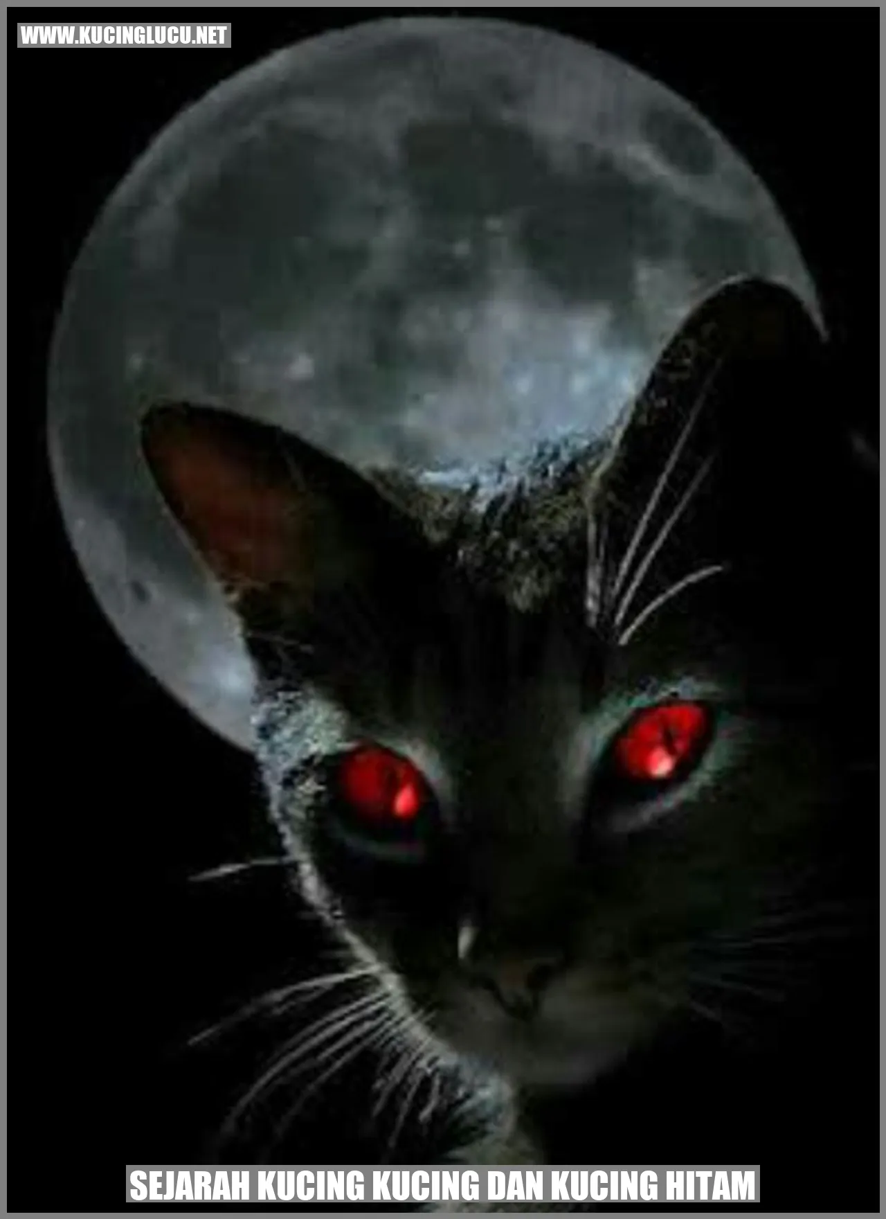 Kucing Hitam