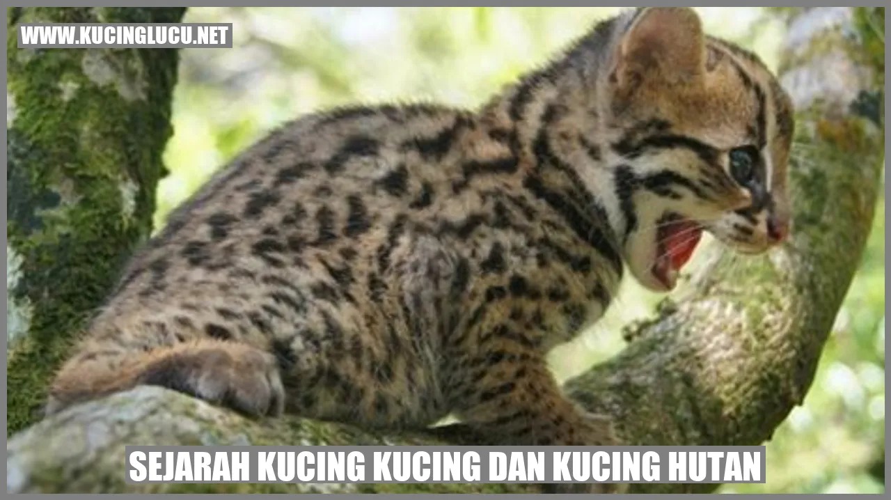 Gambar Kucing dan Kucing Rimba