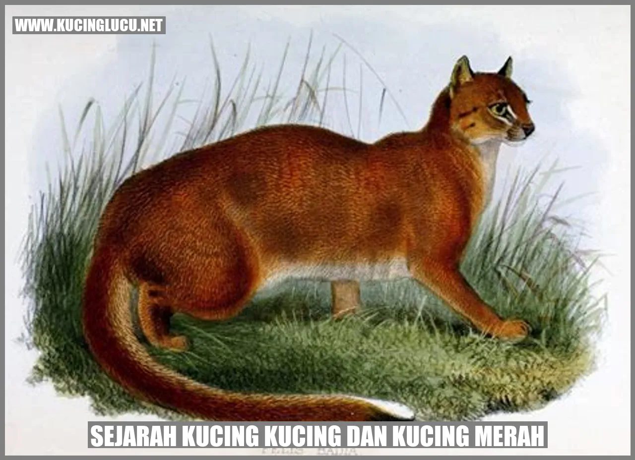 Gambar Kucing