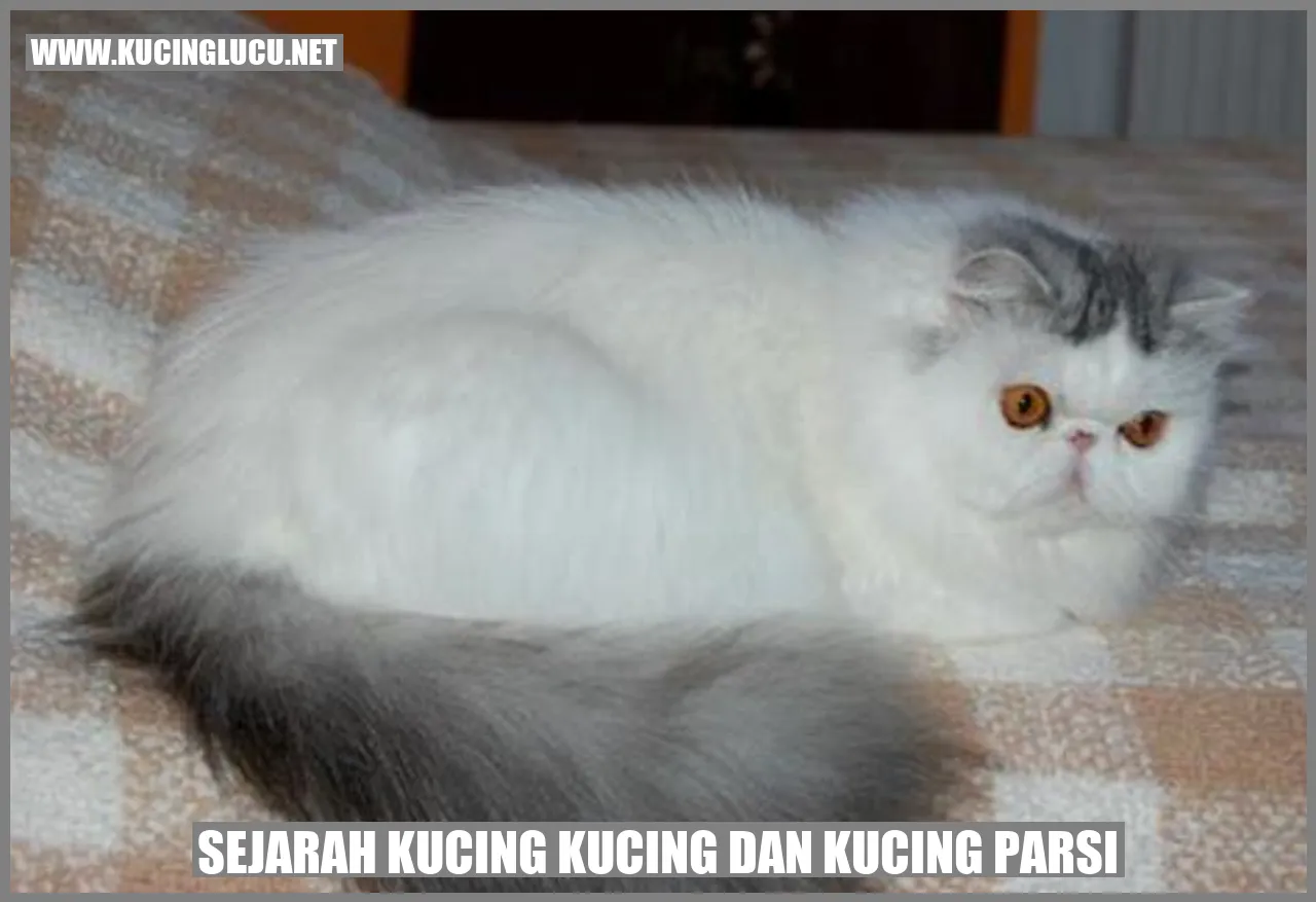 Gambar Kucing Parsi