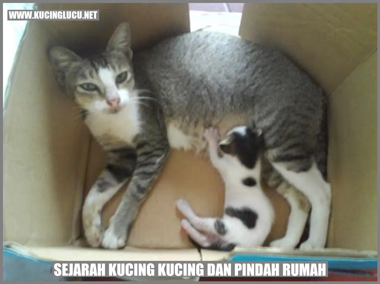 Kucing dan Pindah Rumah