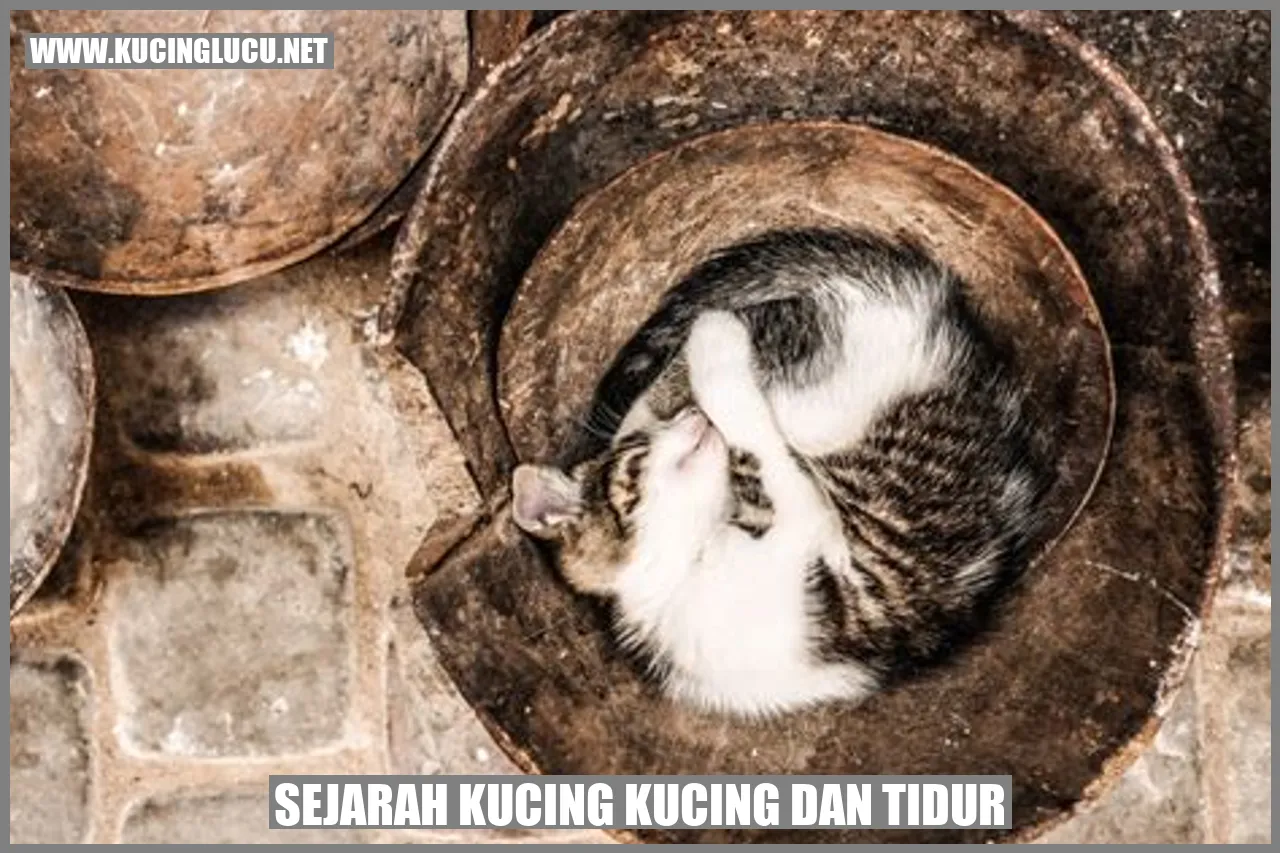 Kucing tidur