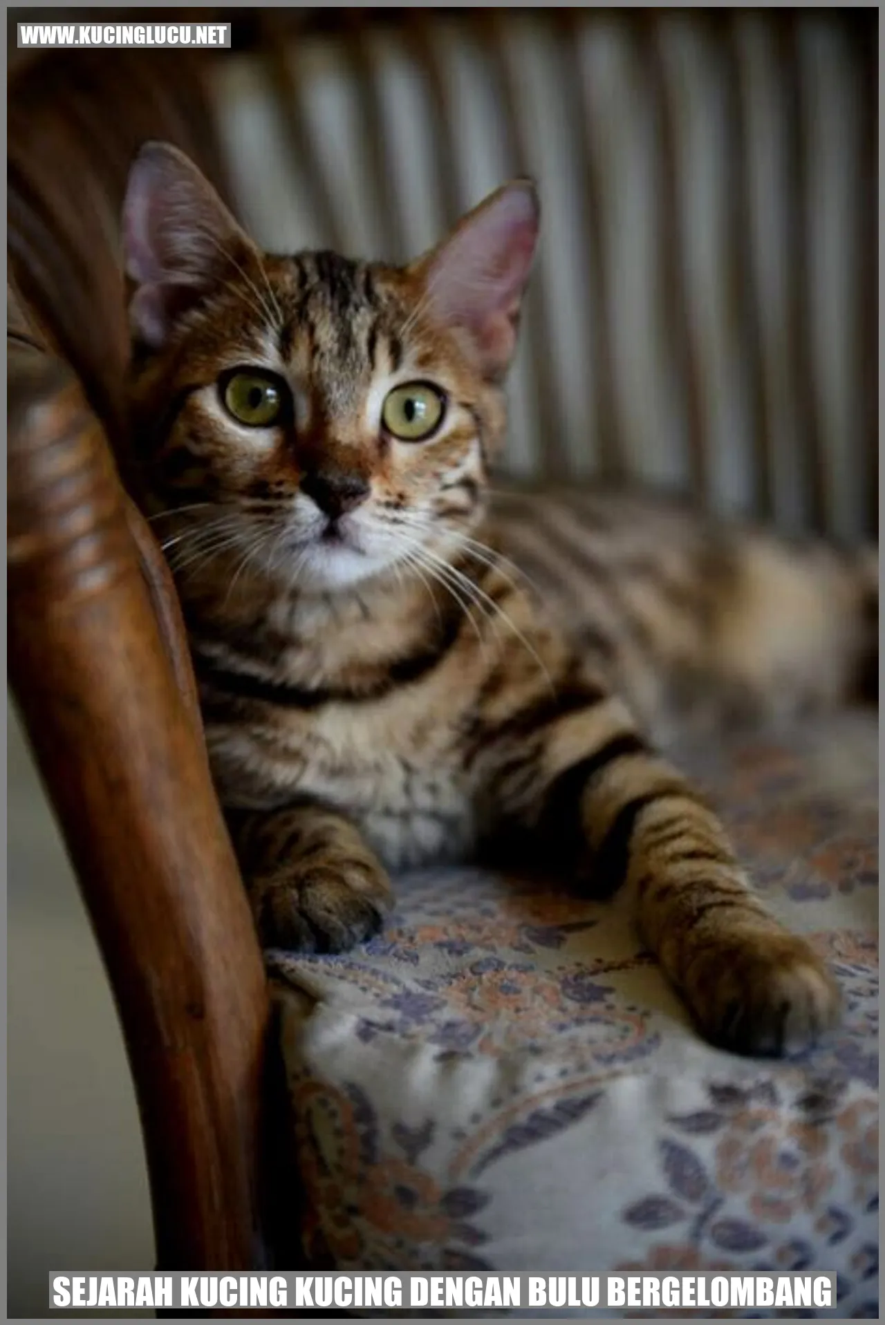Kucing dengan Bulu Bergelombang