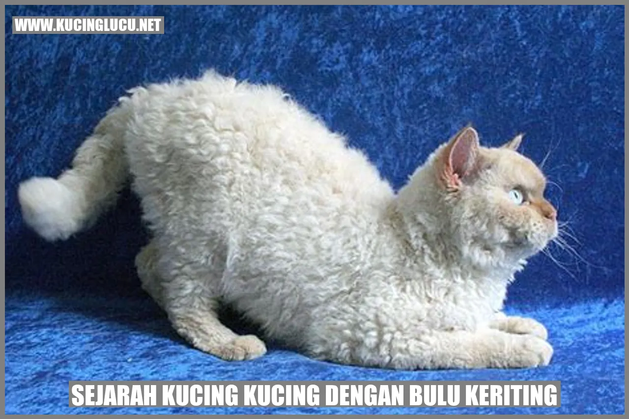 Kucing dengan Bulu Keriting