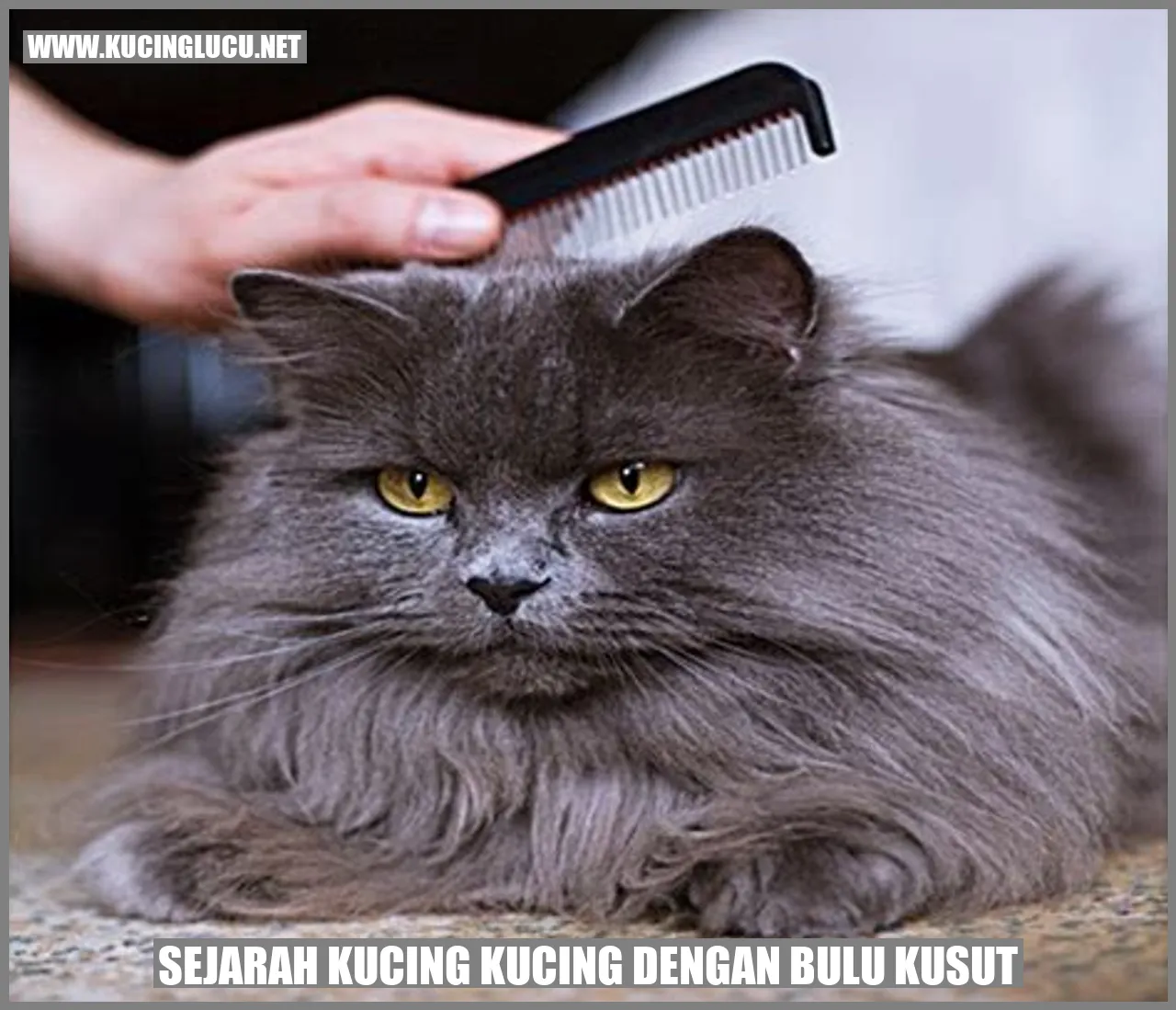 Kucing dengan Bulu Kusut