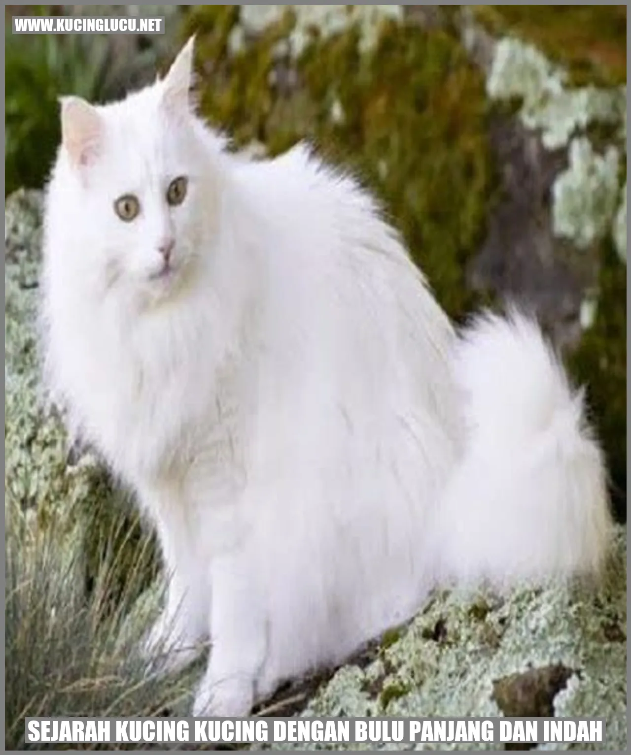 Gambar kucing bulu panjang dan indah
