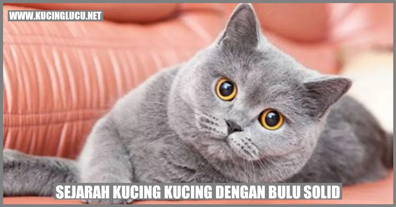 Sejarah Kucing Kucing dengan Bulu Solid