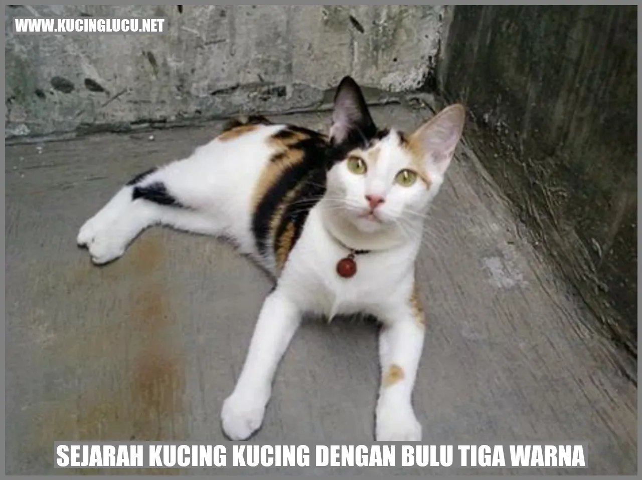 Sejarah Kucing Kucing dengan Bulu Tiga Warna