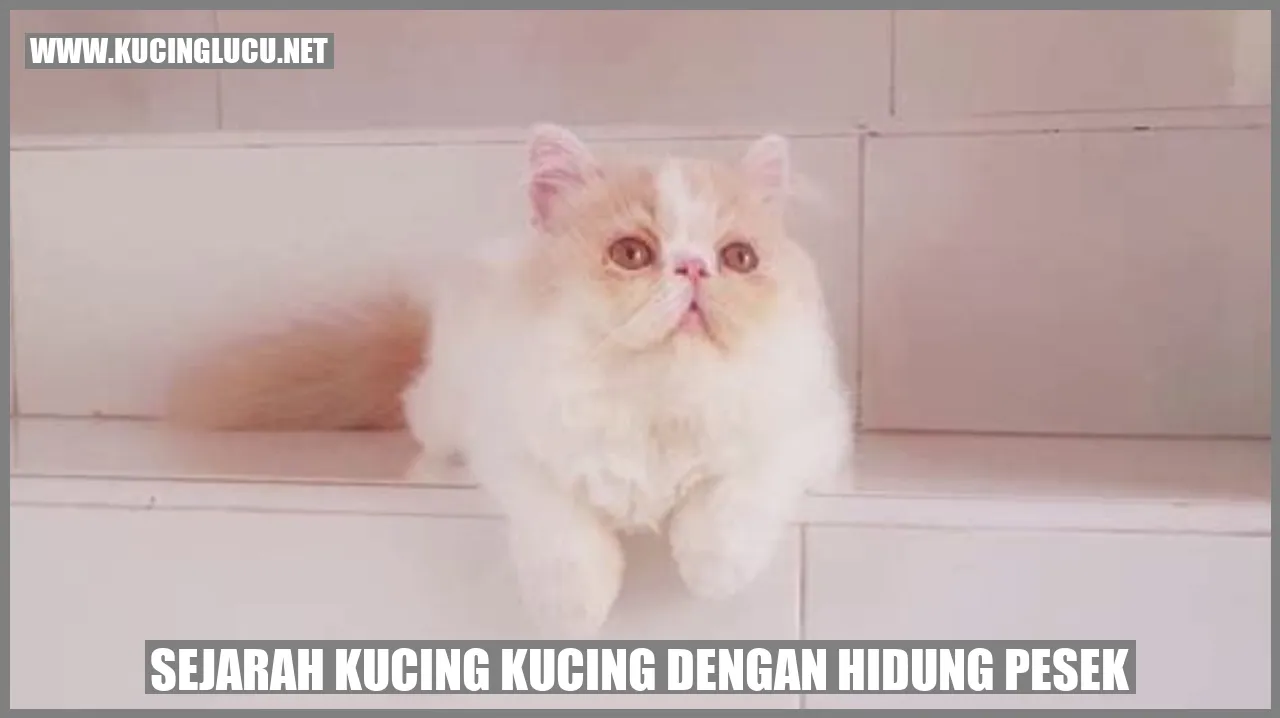 Gambar Kucing-Kucing dengan Rupa Pesek