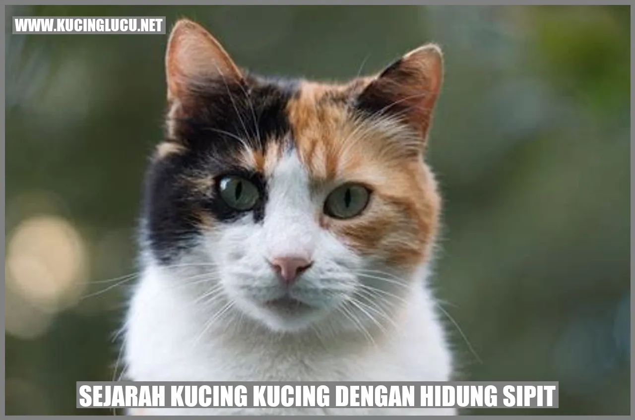 Sejarah Kucing Kucing dengan Hidung Sipit