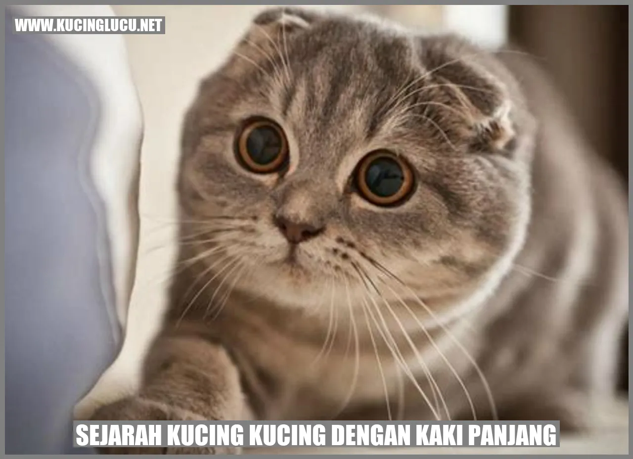Kucing Kucing dengan Kaki Panjang