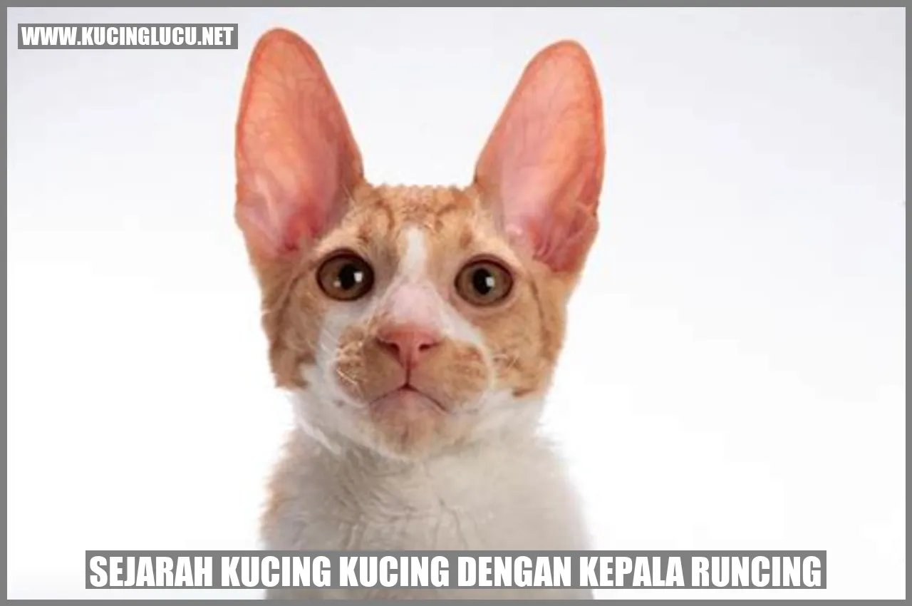 Gambar kucing dengan kepala runcing
