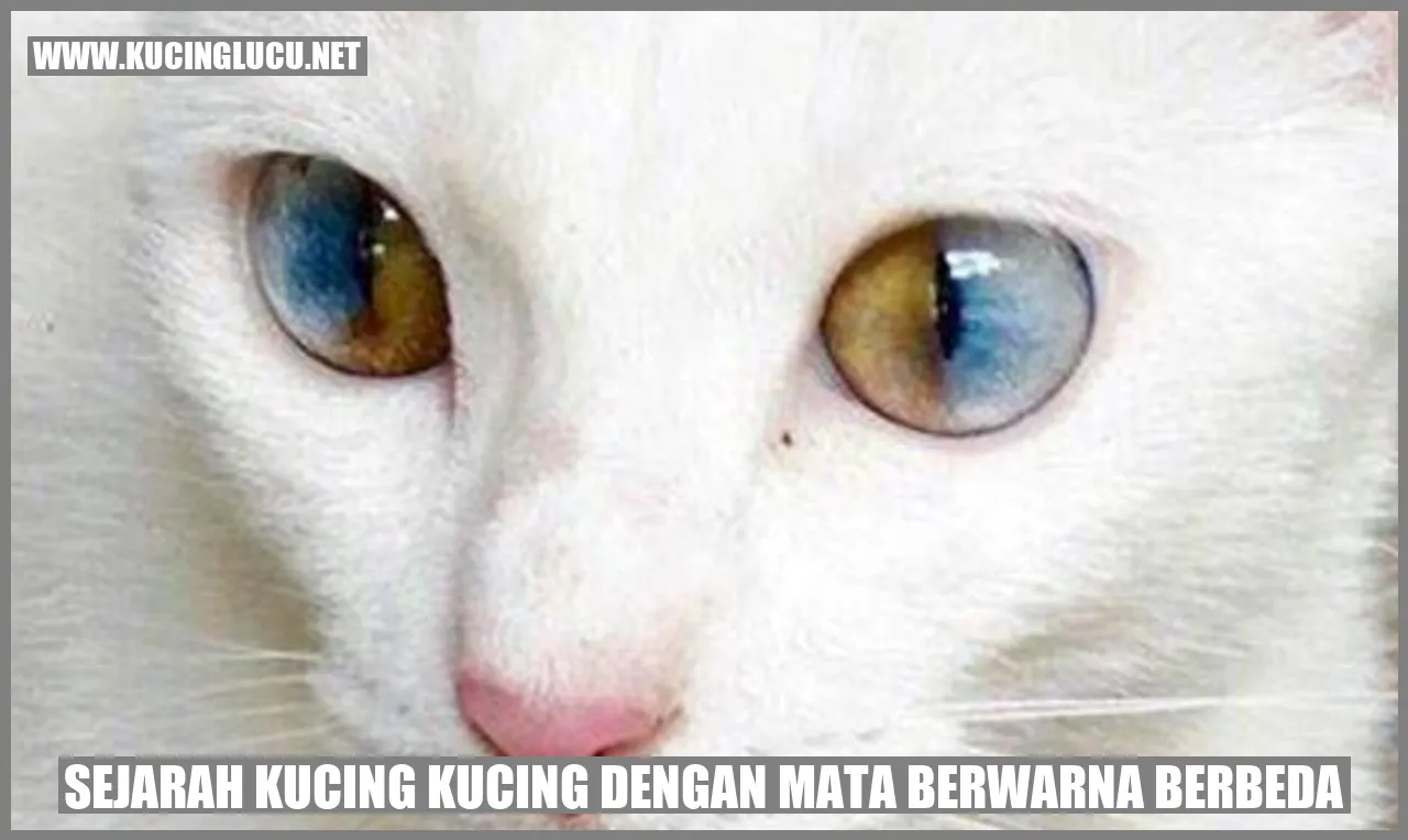 Kucing dengan Mata Berwarna Berbeda