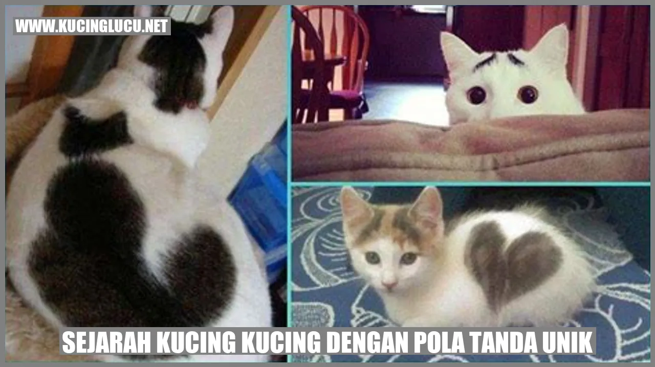 Foto kucing dengan corak tanda unik