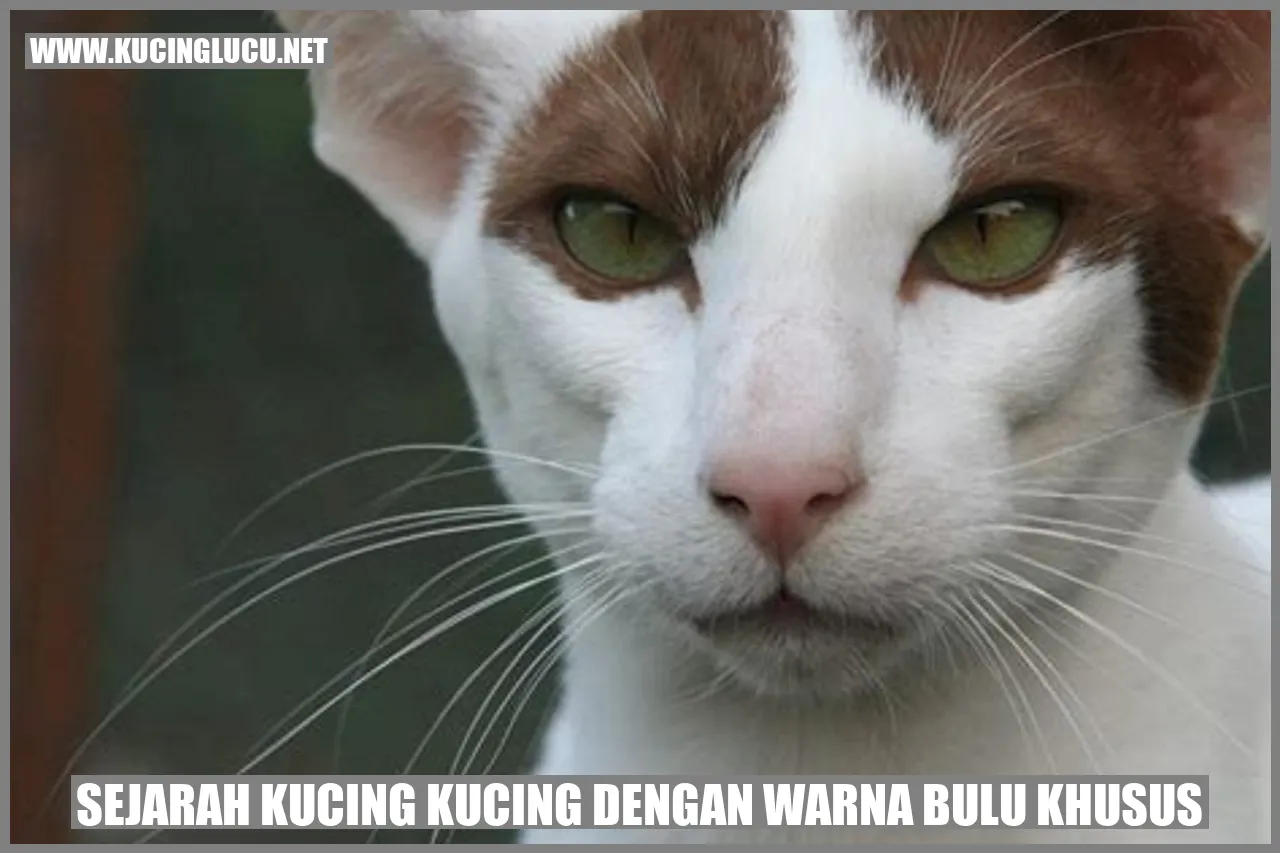 Kucing Berbulu Spesial
