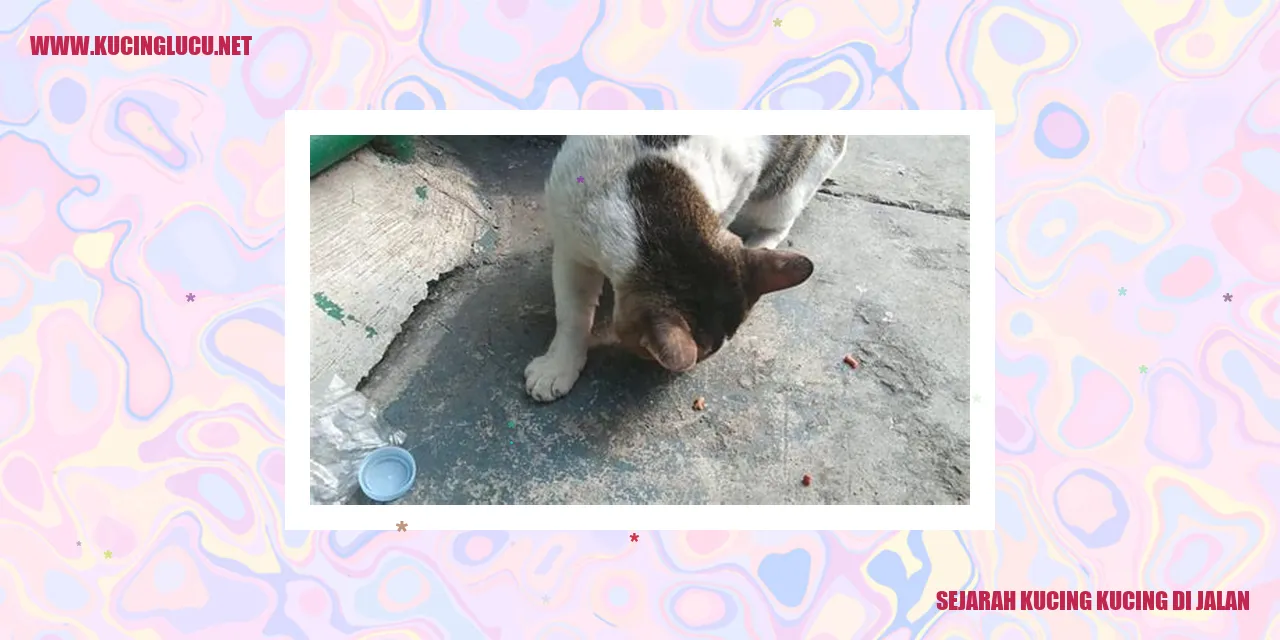 Kucing-kucing di jalan