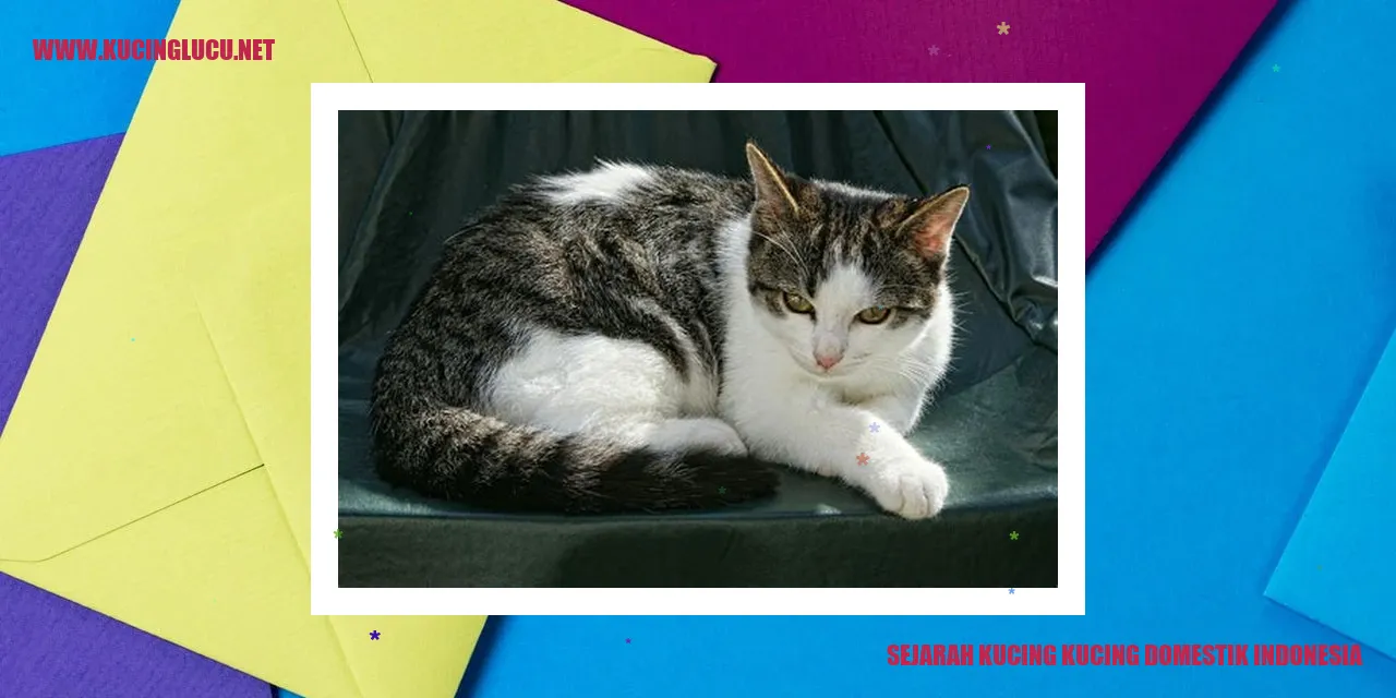 Gambar kucing domestik Indonesia