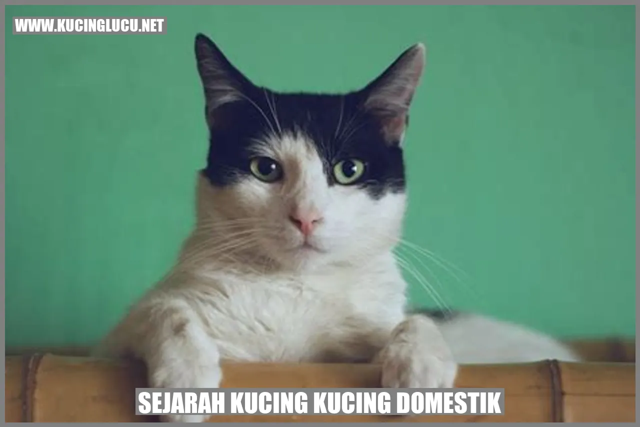 Kucing Domestik