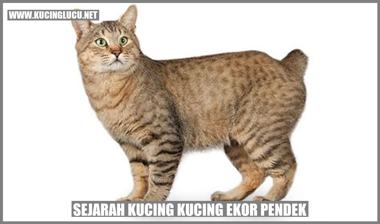 Sejarah Kucing Kucing Ekor Pendek