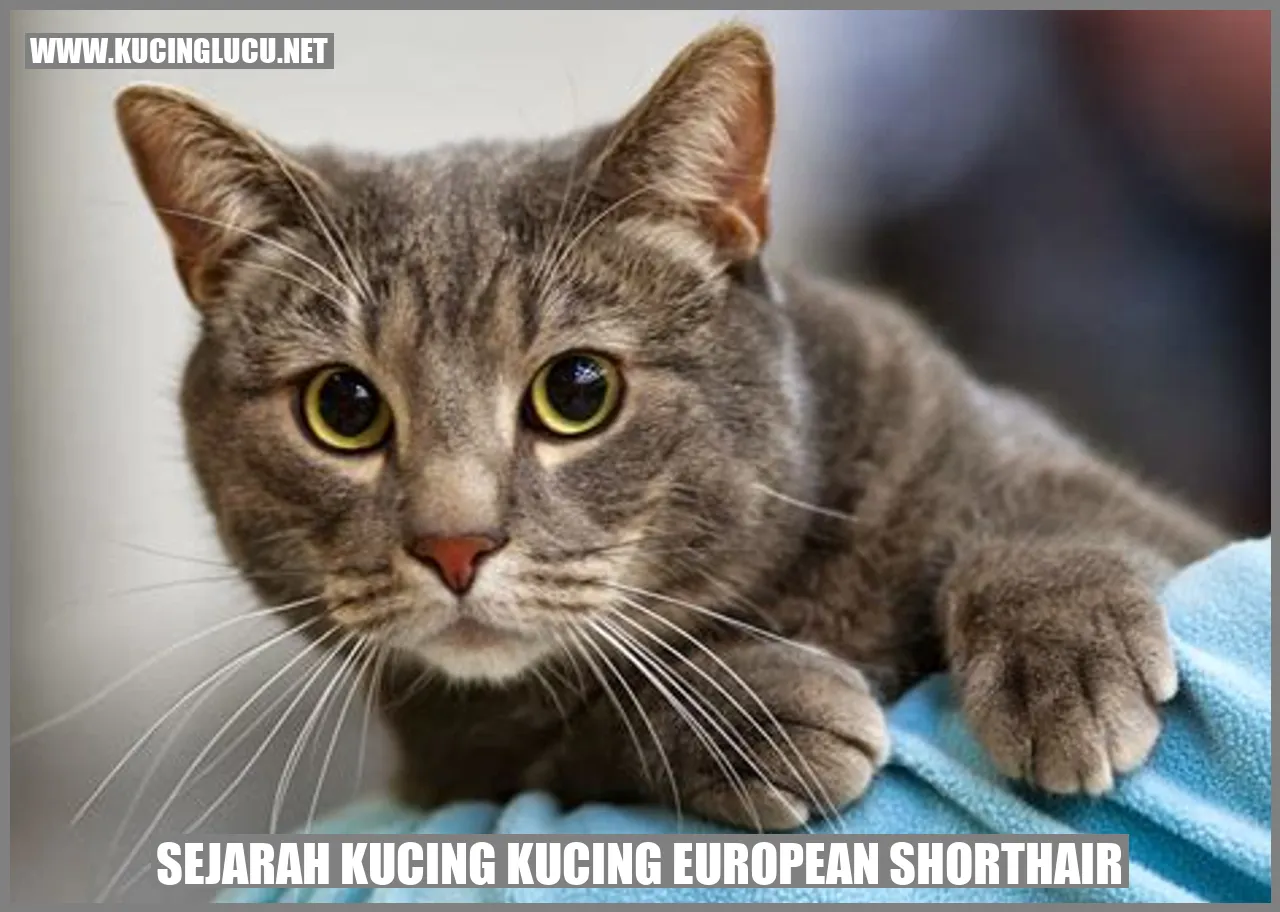 Sejarah Kucing European Shorthair