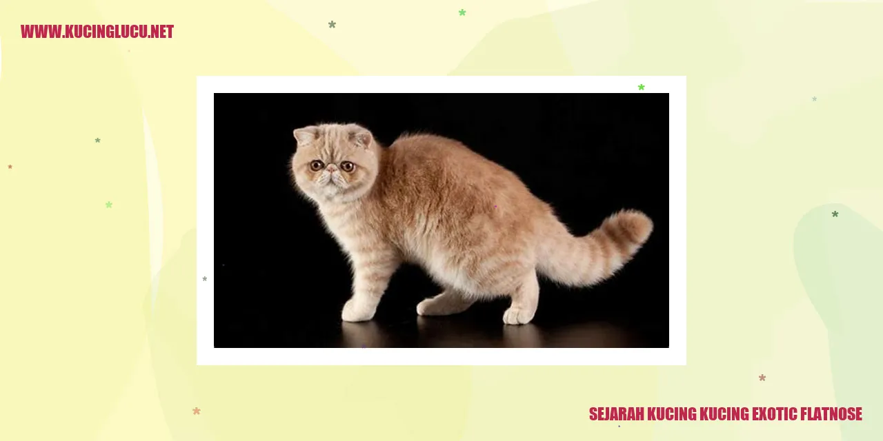 Kucing Exotic Flatnose